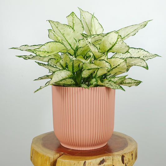 Aglaonema White Kiwi | Large