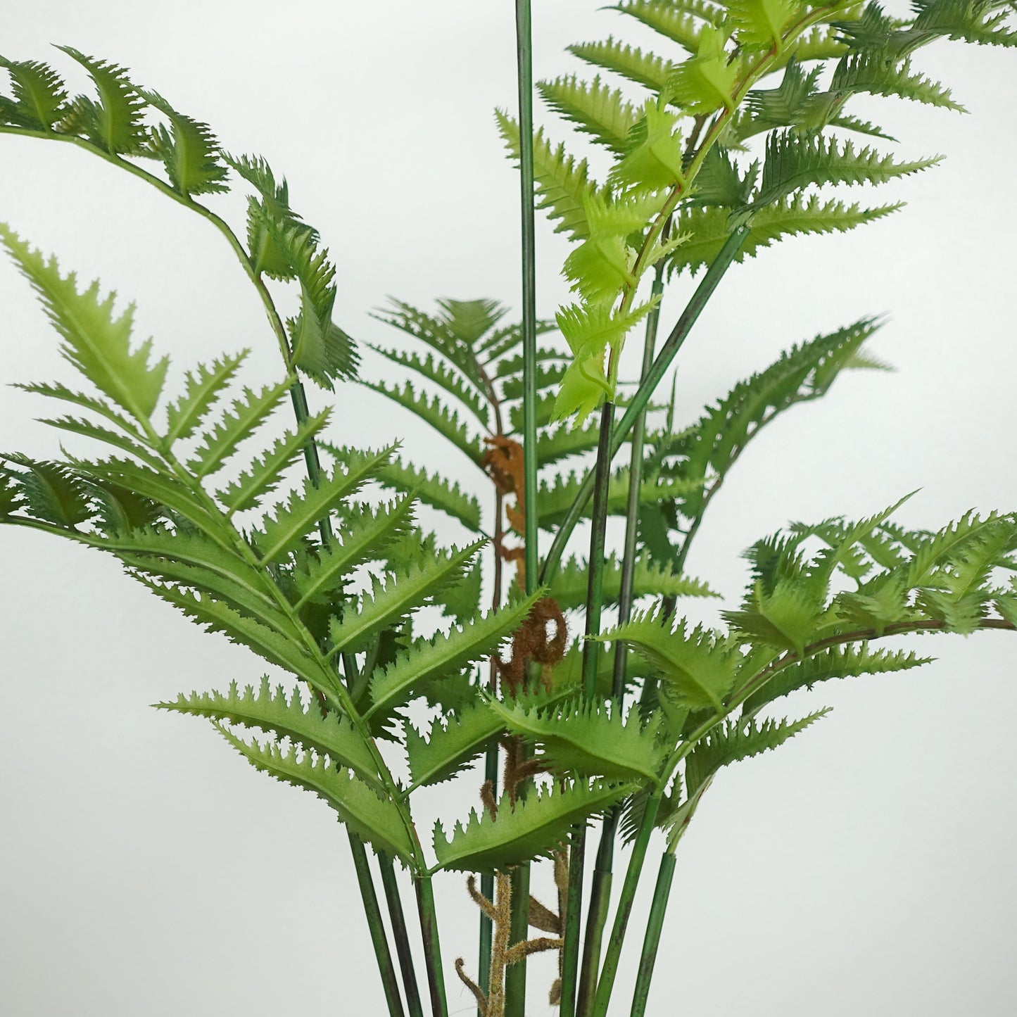 Artificial Fern