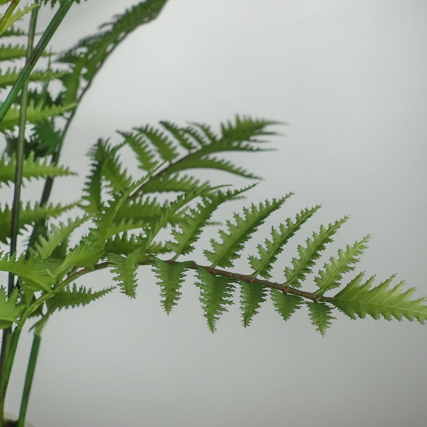 Artificial Fern