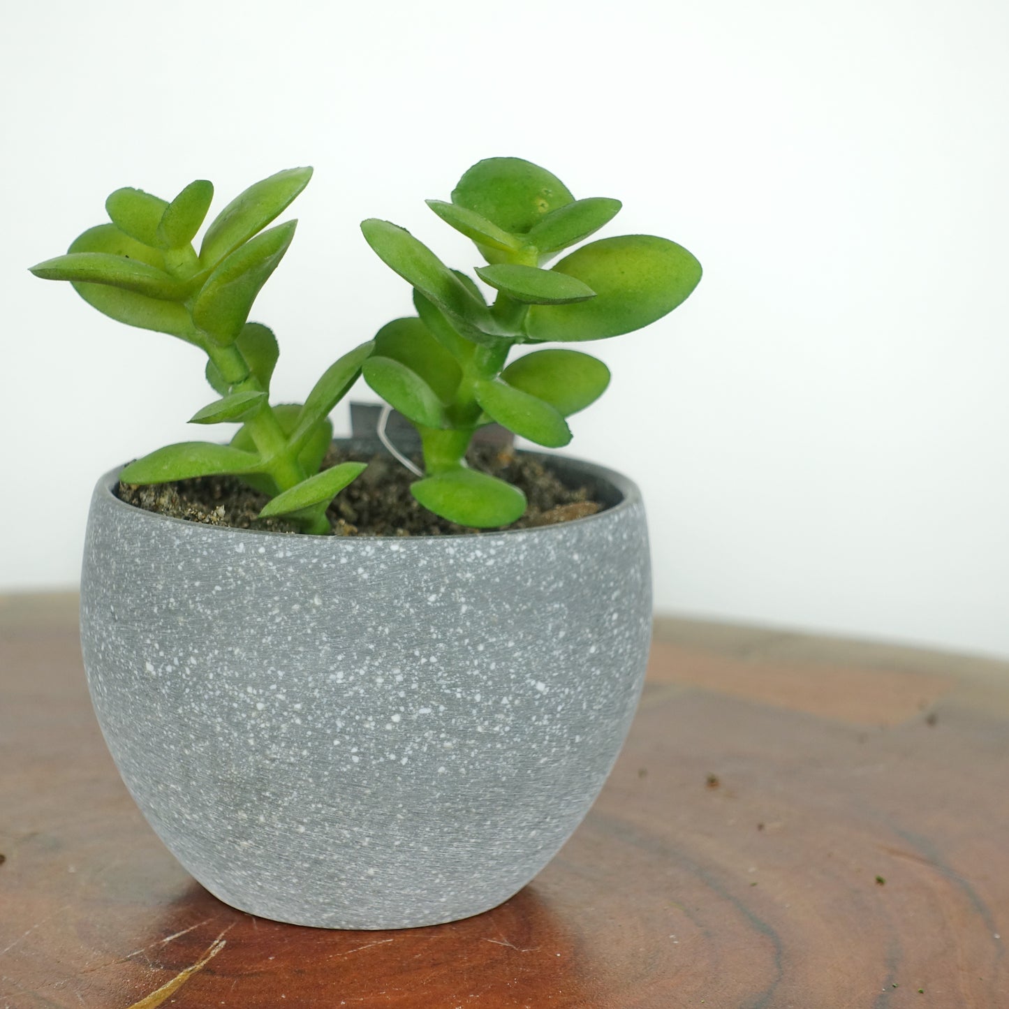 Artificial Mini Crassula