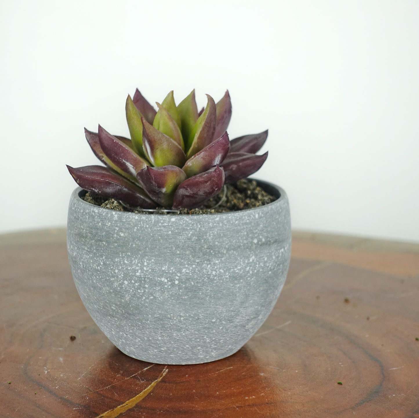 Artificial Mini Echeveria Red