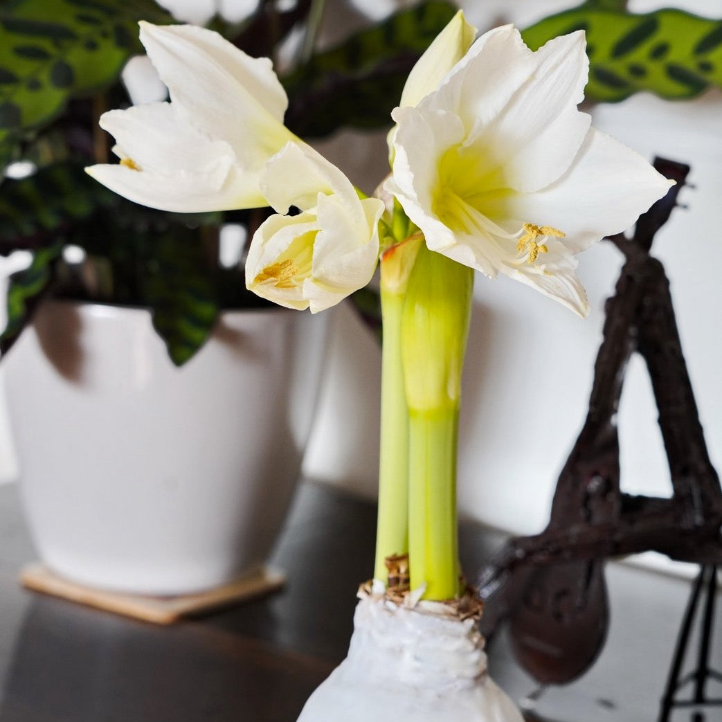 Valentine's Amaryllis Waxed Bulb