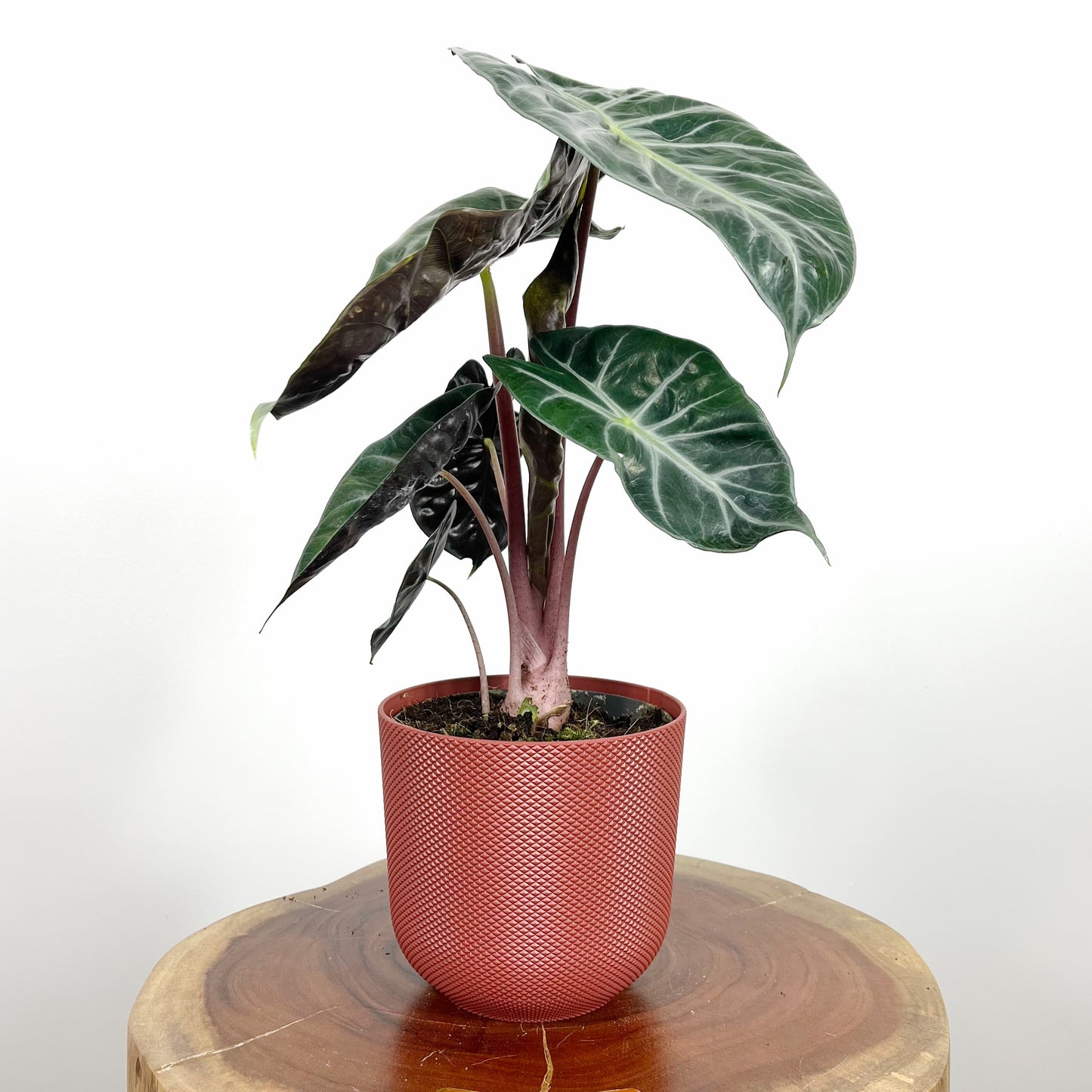 Alocasia Pink Dragon | Small