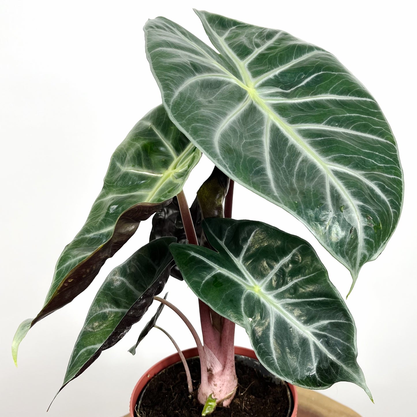 Alocasia Pink Dragon | Small