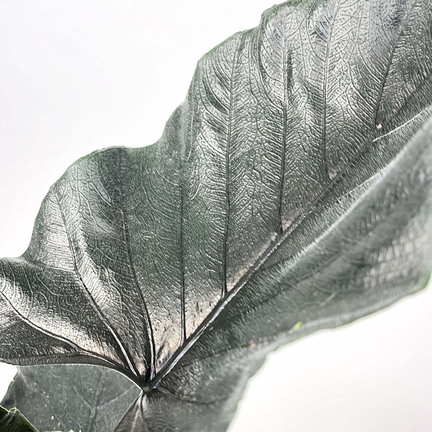 Alocasia Antoro Velvet