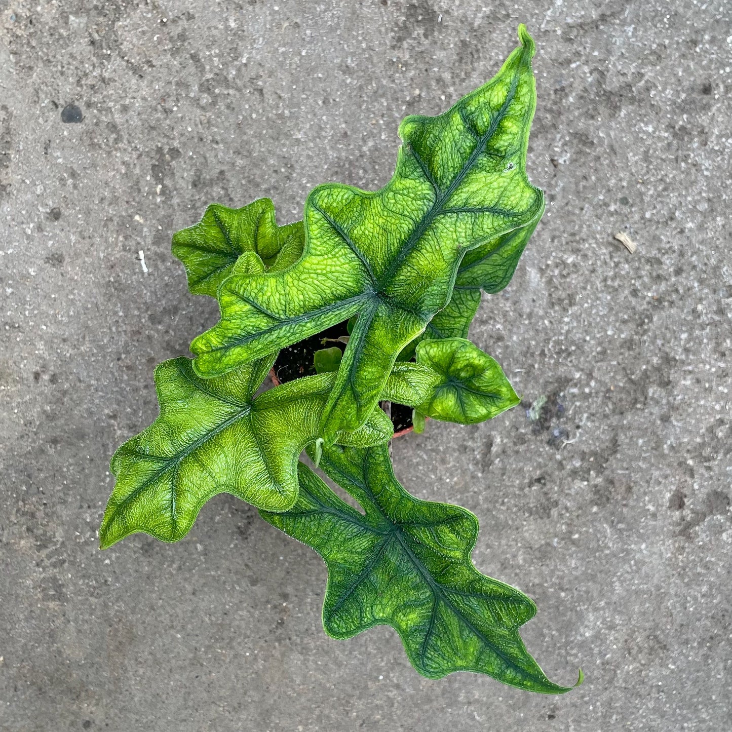 Alocasia Jacklyn