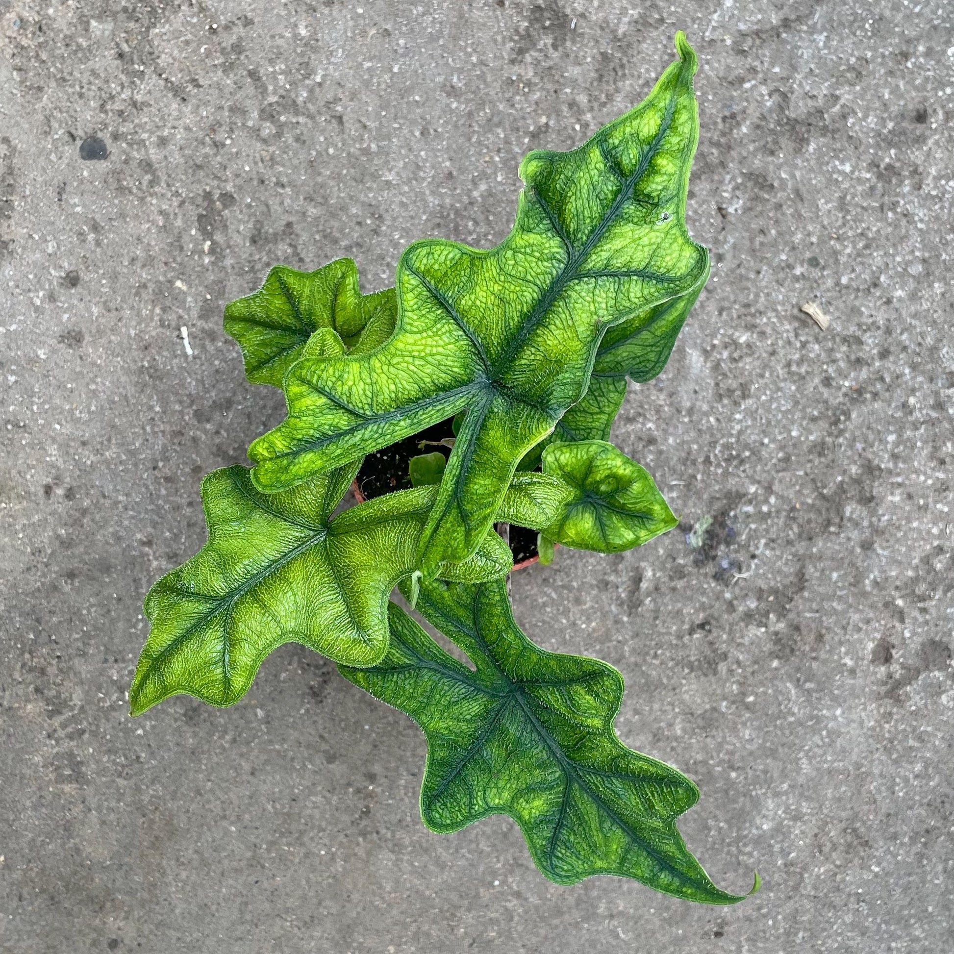 Alocasia Jacklyn