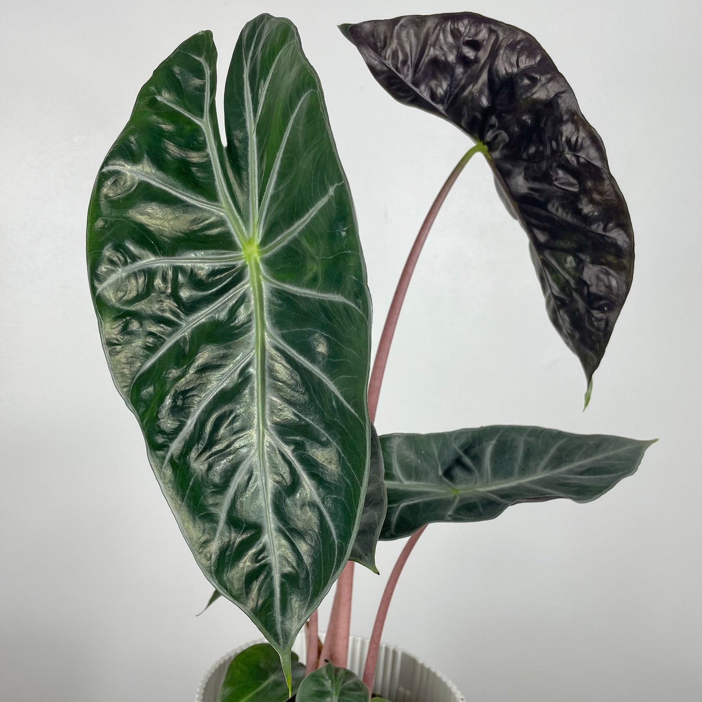 Alocasia Pink Dragon | Medium