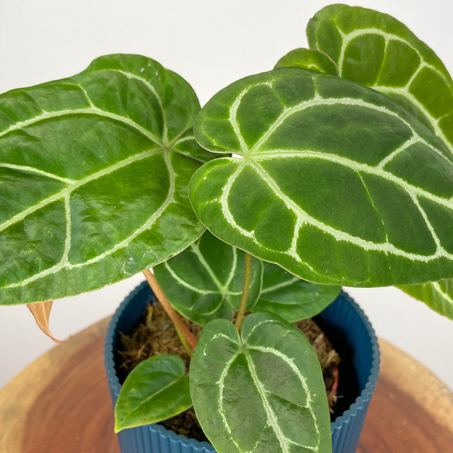 Anthurium Crystallinum