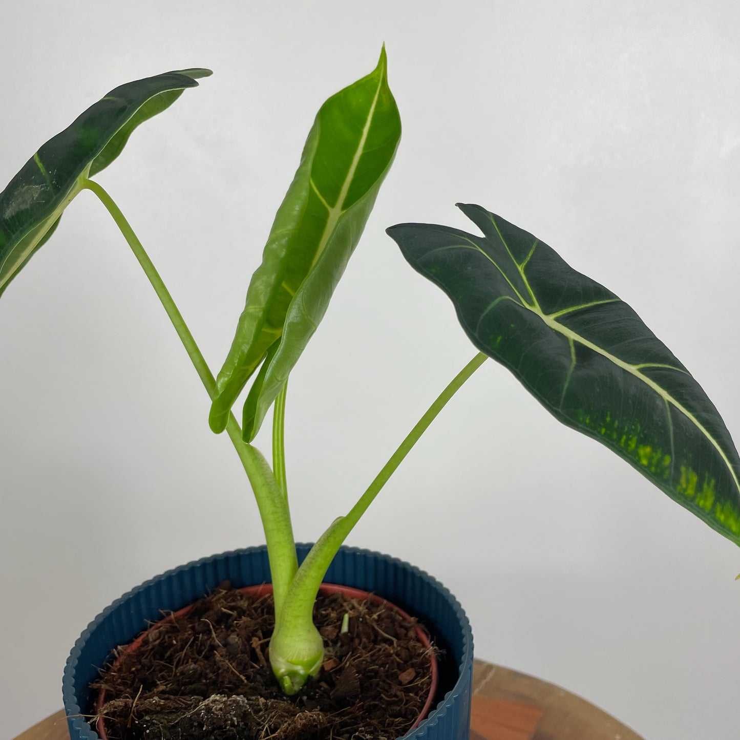 Alocasia Frydek