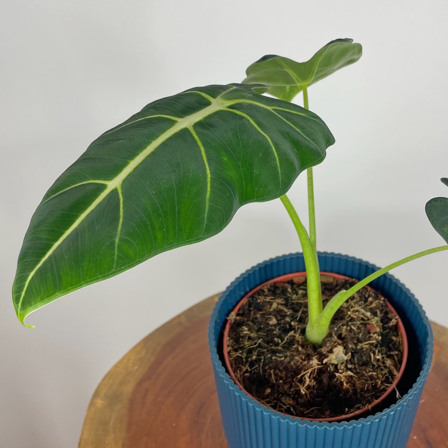 Alocasia Frydek