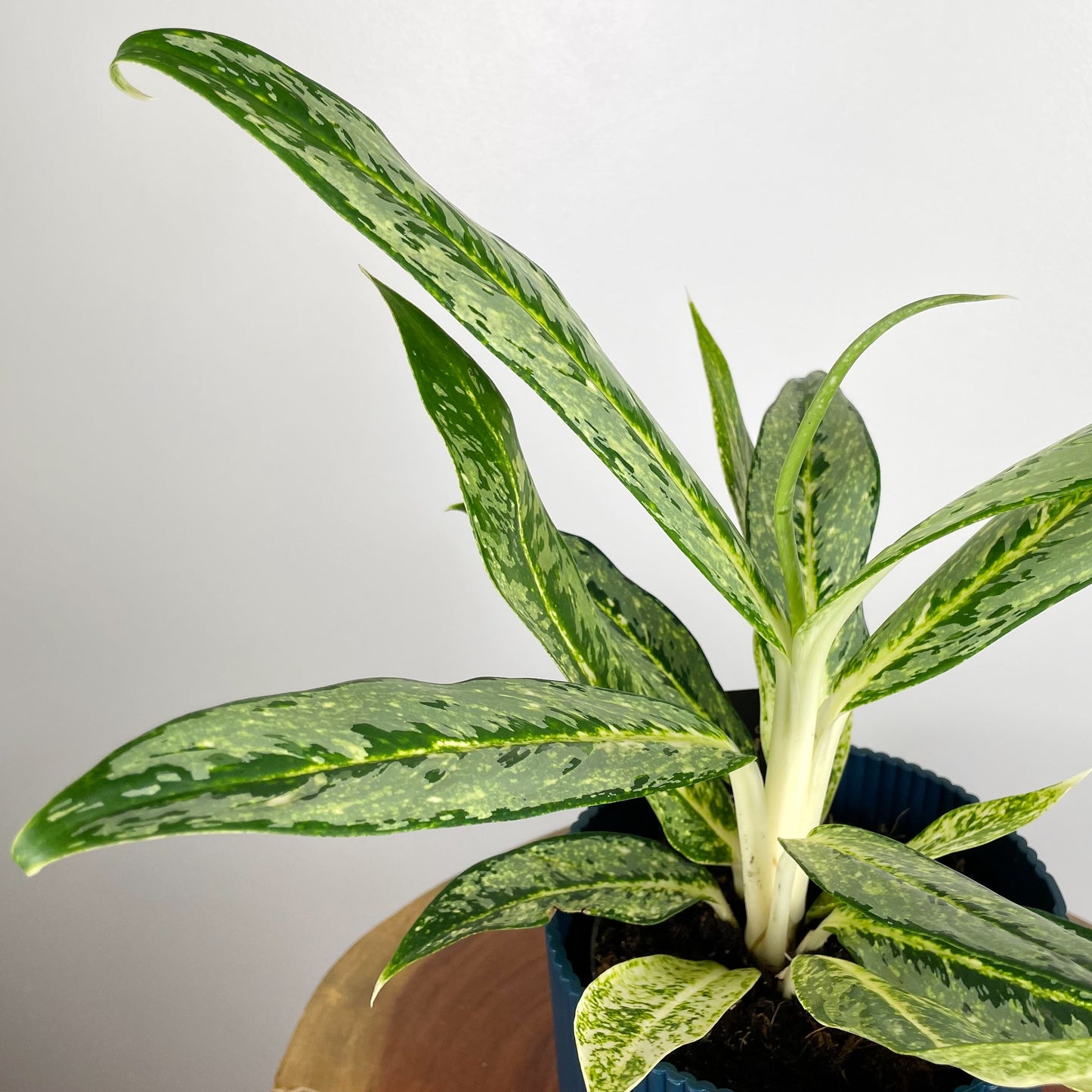 Aglaonema Matcha Lemon