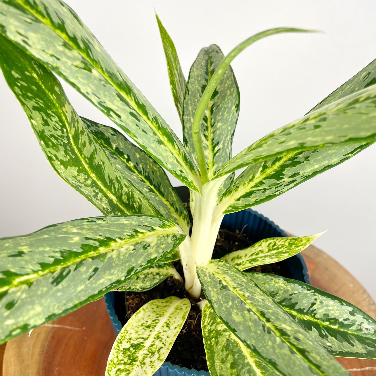 Aglaonema Matcha Lemon