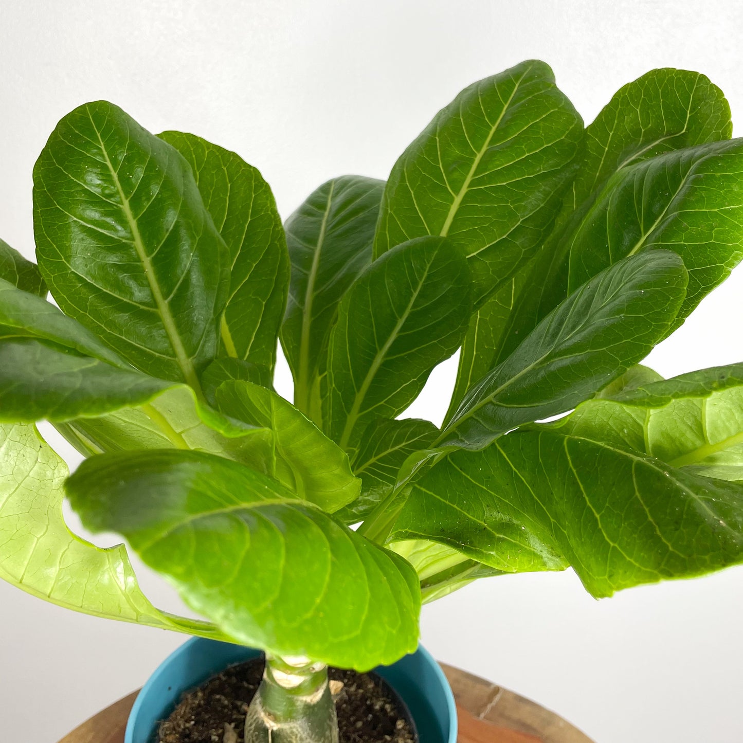 Hawaiian Palm | Brighamia Insignes