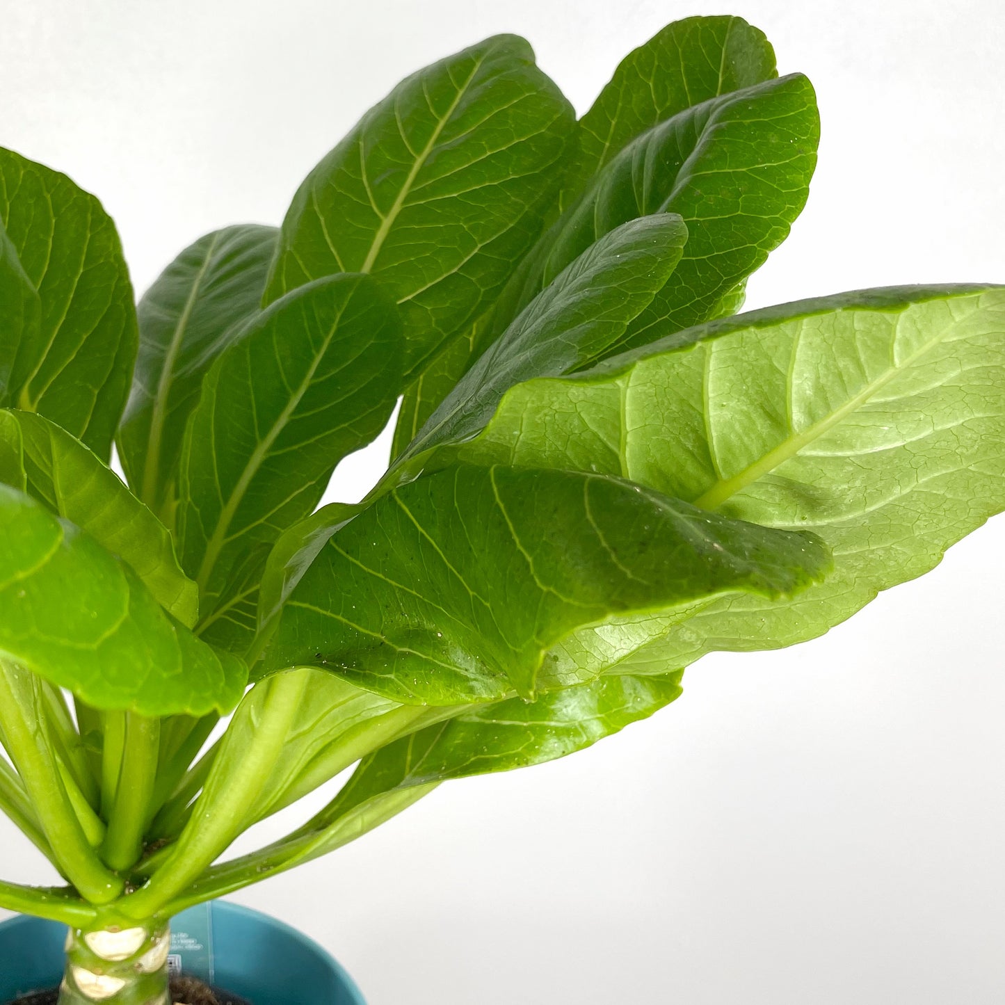 Hawaiian Palm | Brighamia Insignes