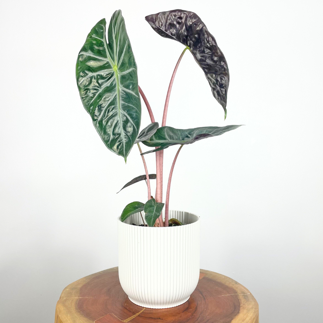 Alocasia Pink Dragon | Medium