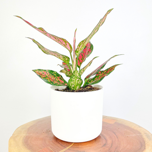 Aglaonema Strawberry Baby