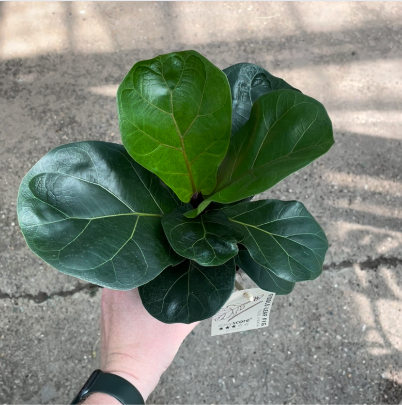 Fiddle Leaf Fig