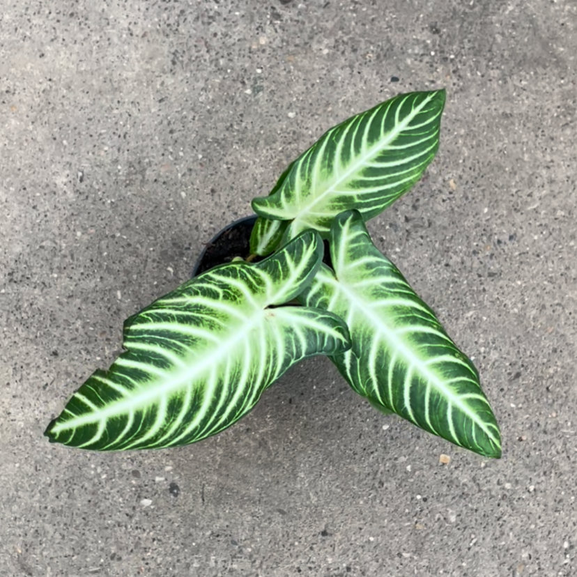 Caladium Lindenii