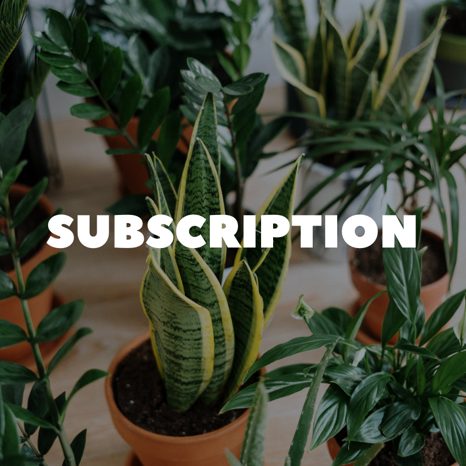 Houseplant subscription box