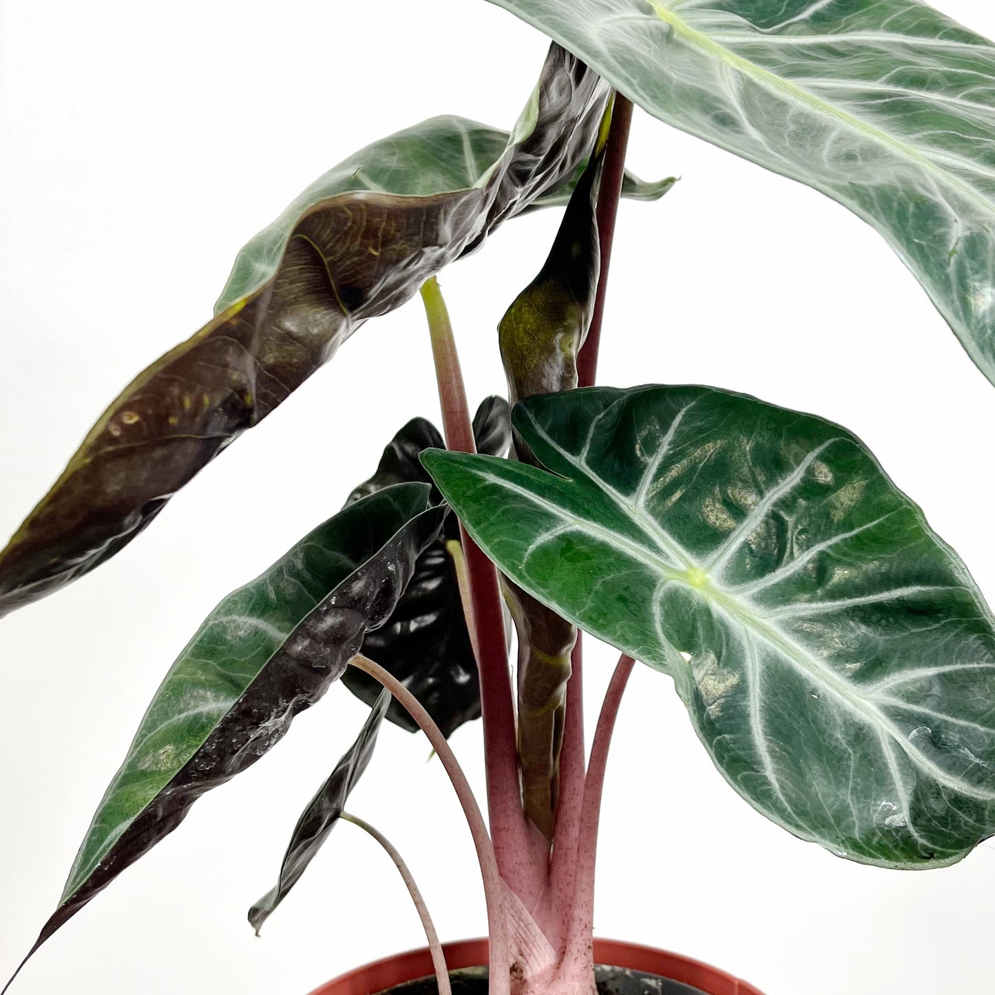 Alocasia Pink Dragon | Small