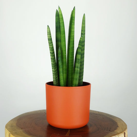 Sansevieria Cylindrica Rocket