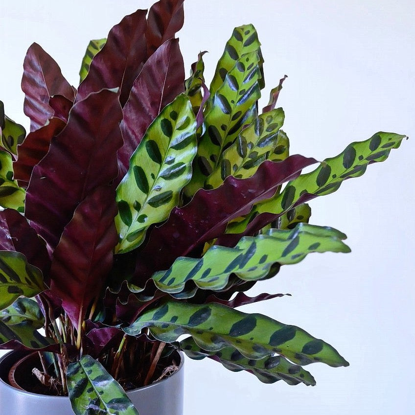 Calathea Lancifolia