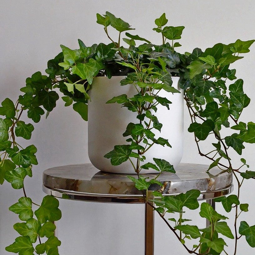 English Ivy