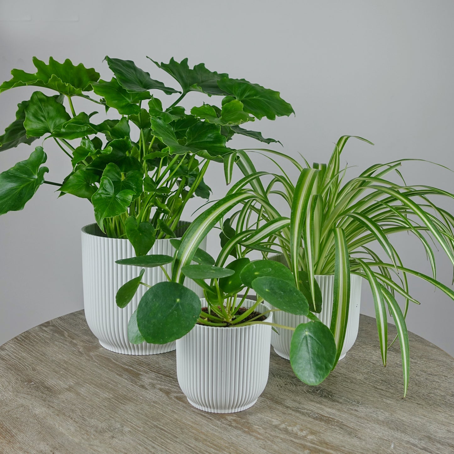 Easy Care house plant Bundle