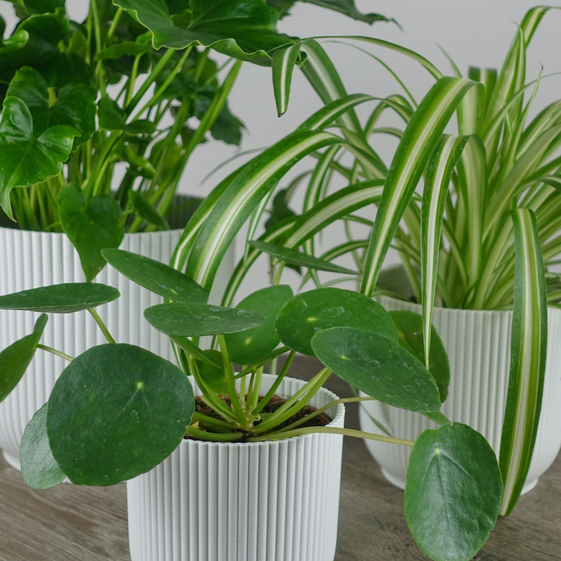 indoor plant bundle