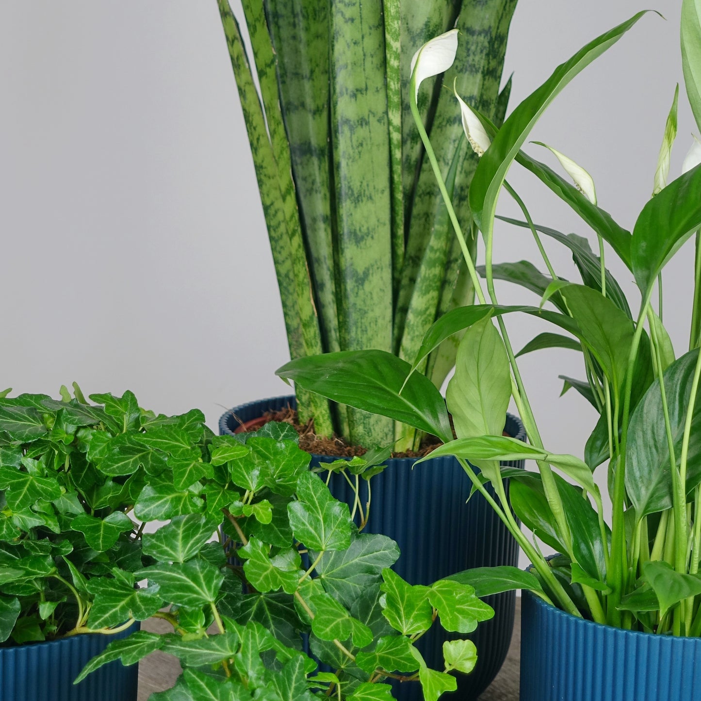 House plant Bundle