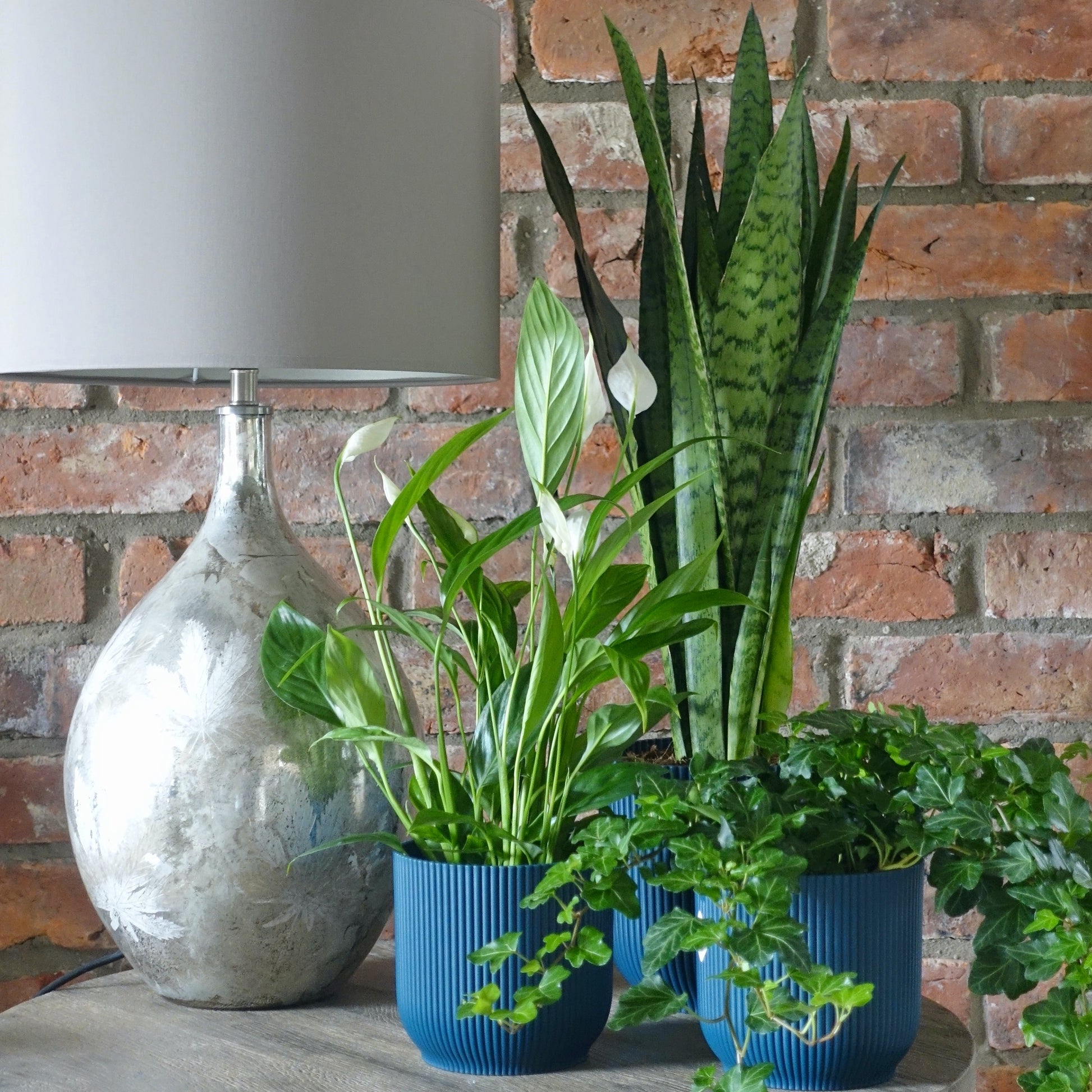 Air Purifying Plant Bundle