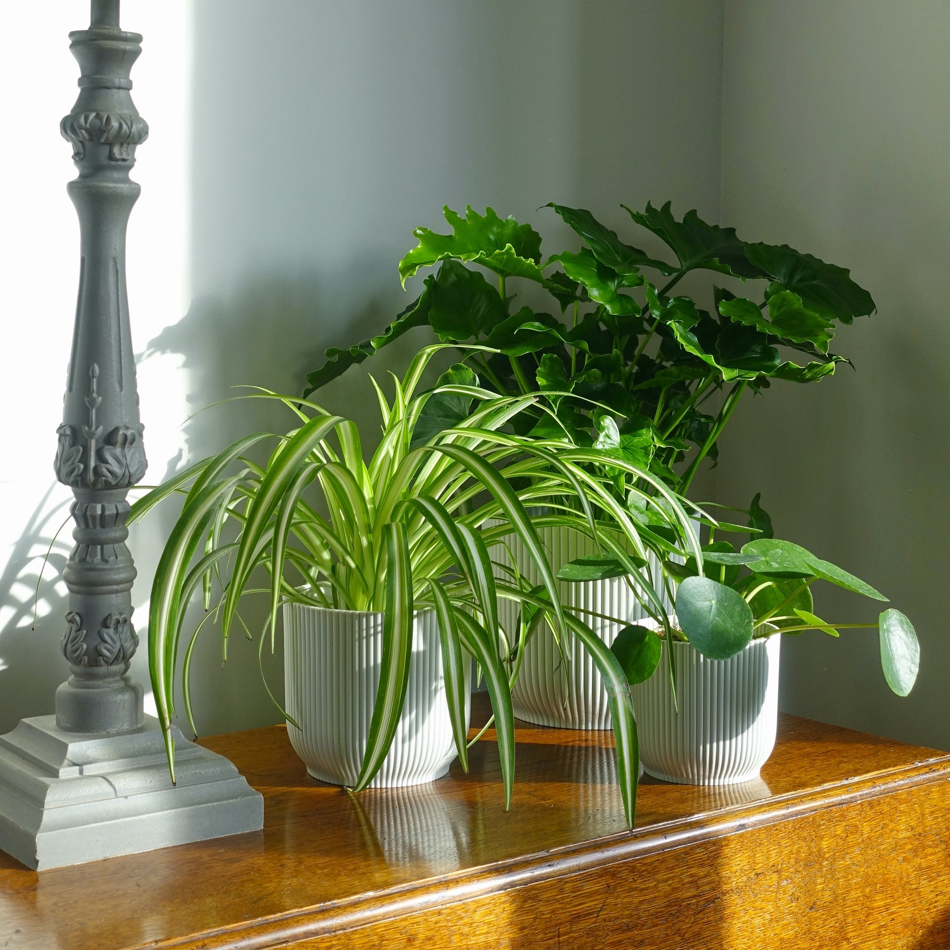 Easy Care plant Bundle