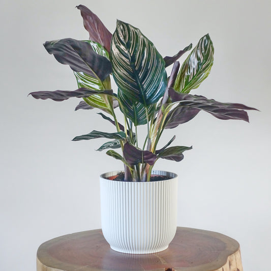 Pin Stripe Calathea