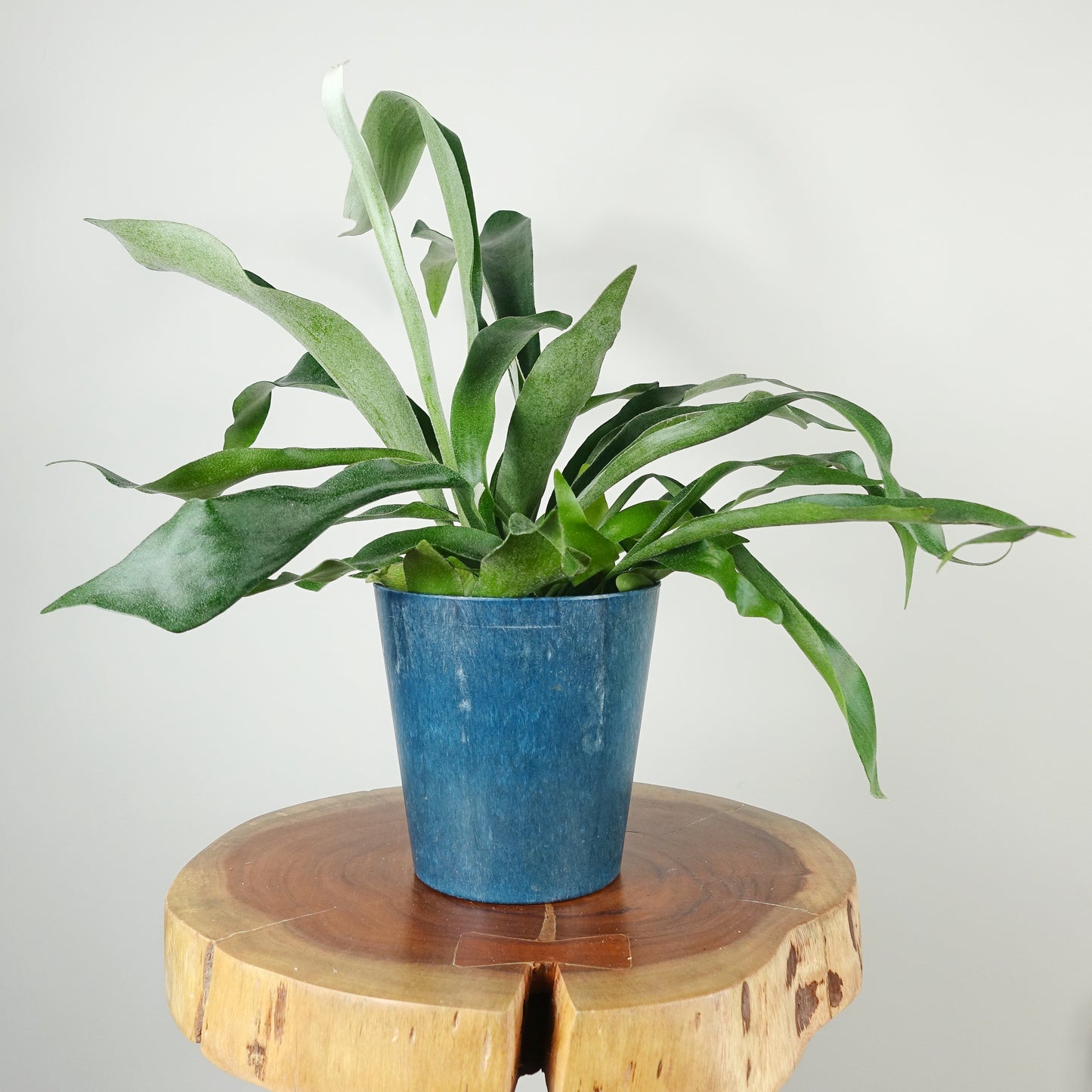 Staghorn Fern