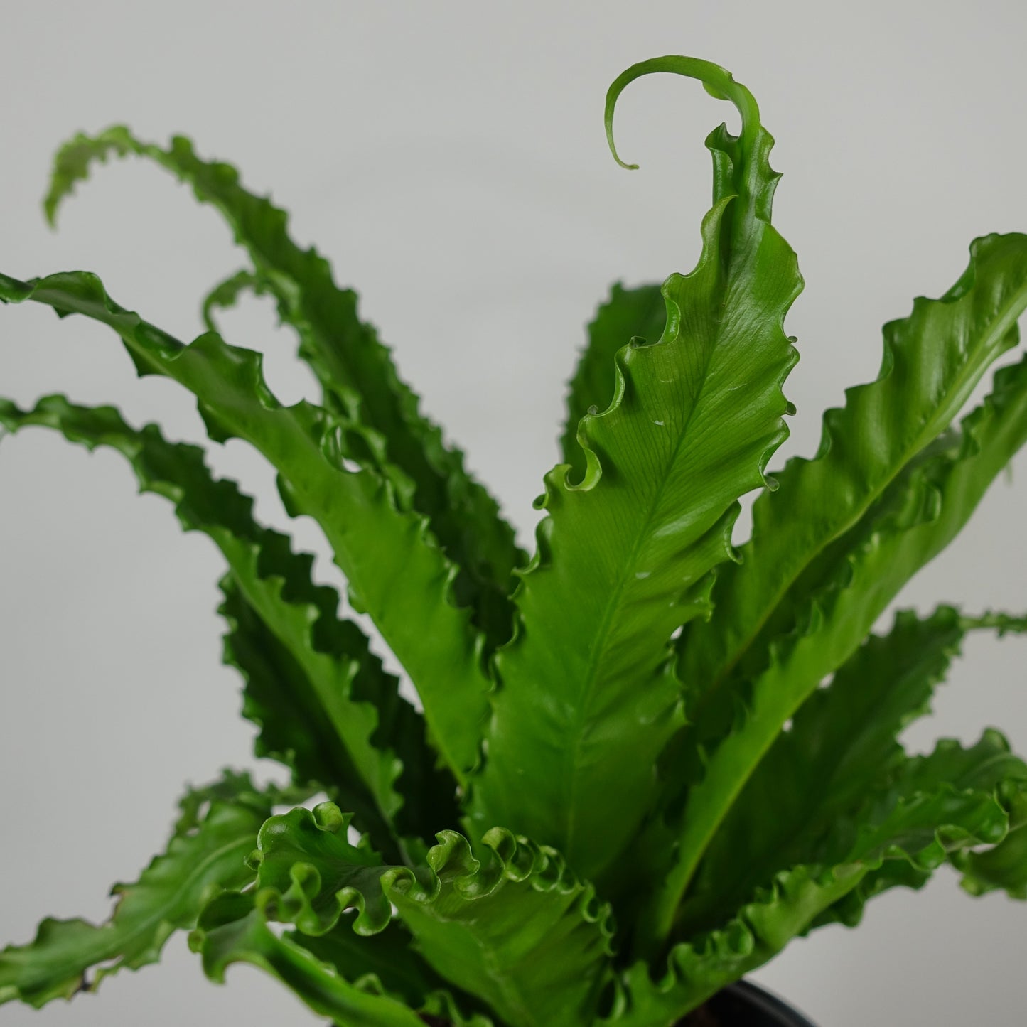 Asplenium Spleenworts