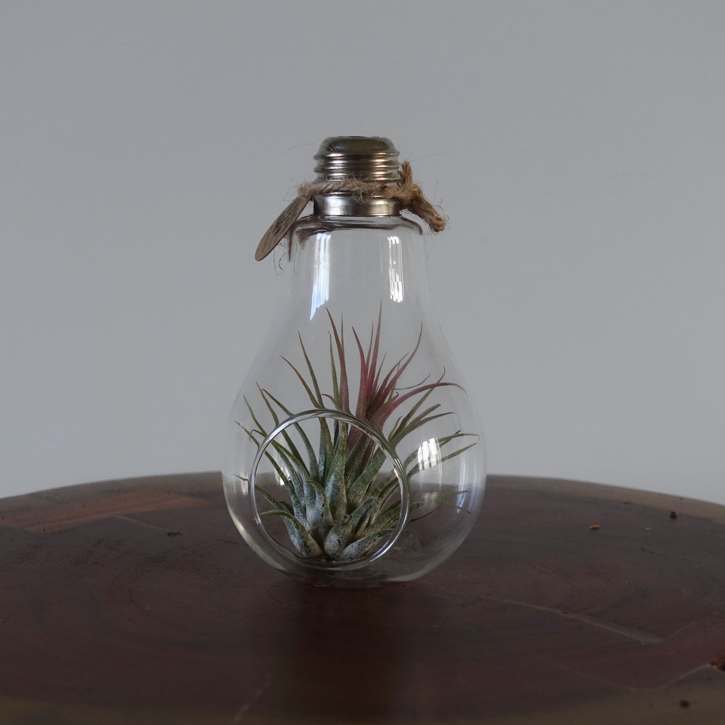 Air Plant Bulb