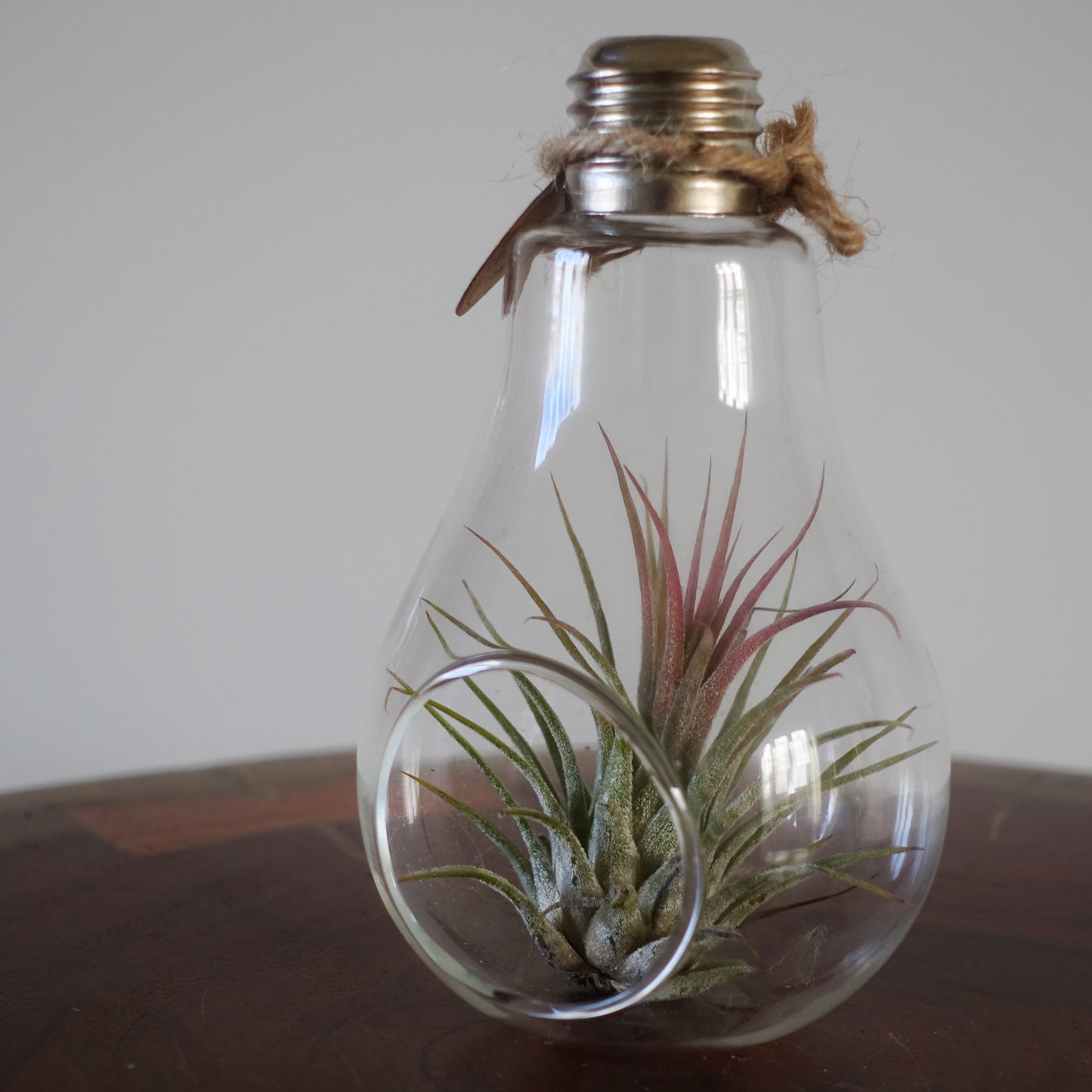 Air Plant Bulb