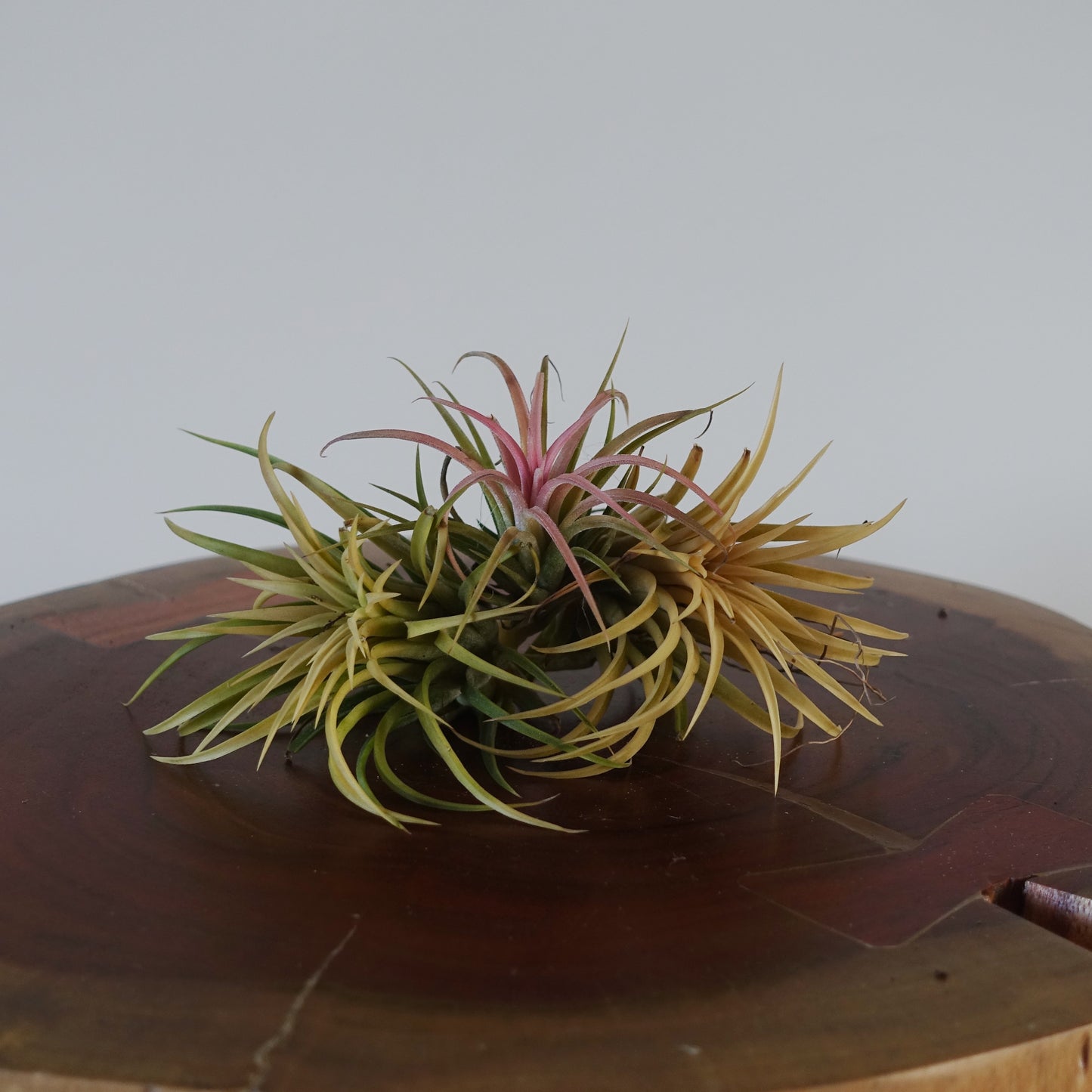 Air Plant Bundle