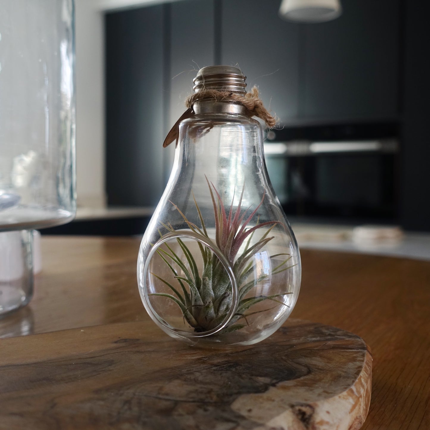 Air Plant Bulb