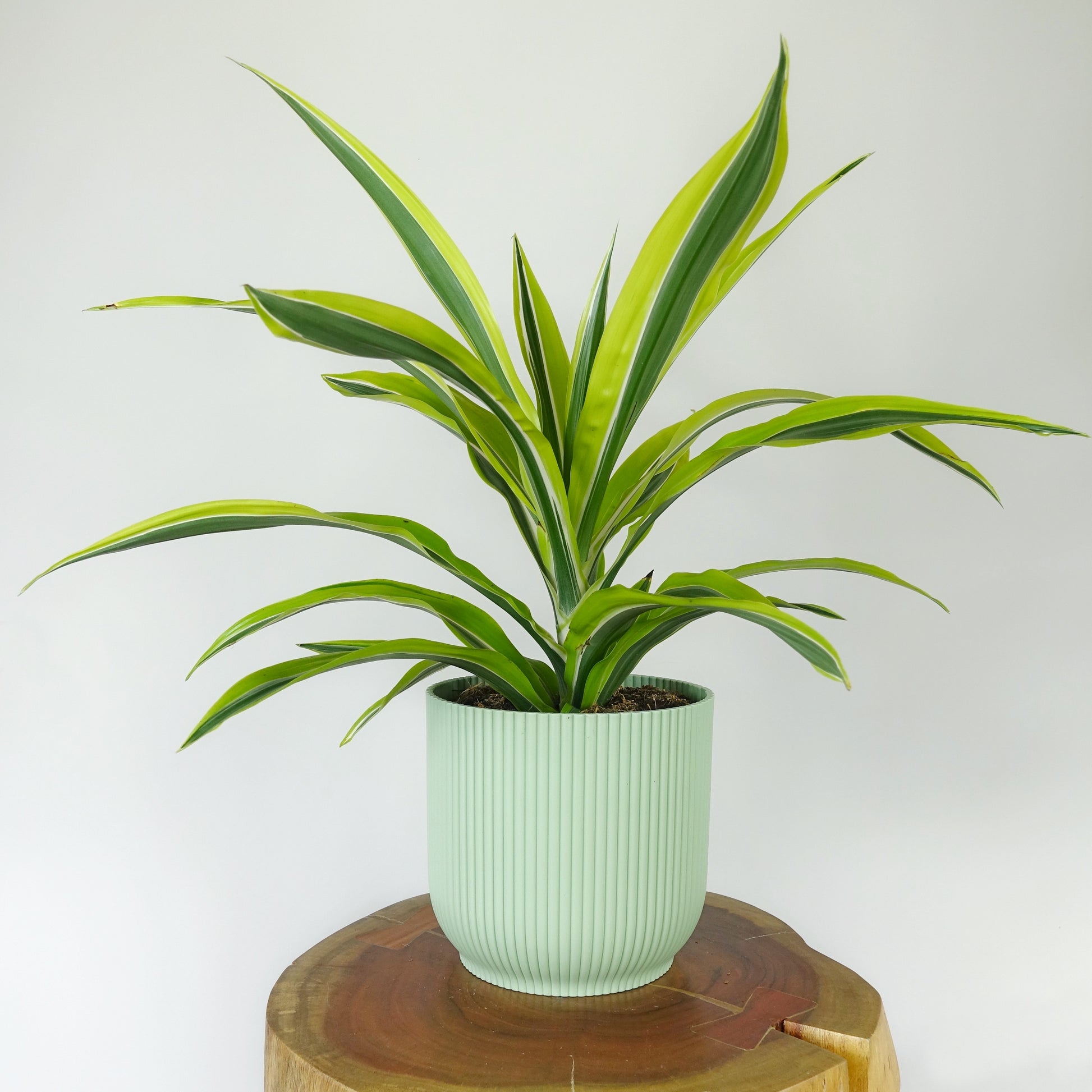 Dracaena Lemon Lime