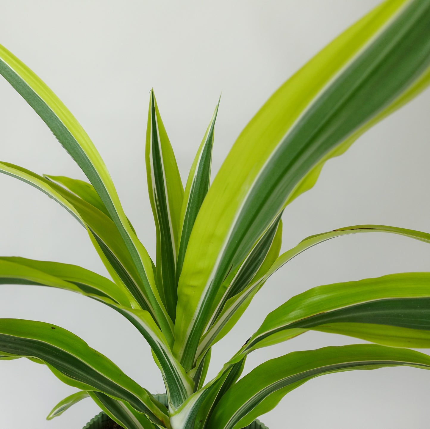 Dracaena Lemon Lime