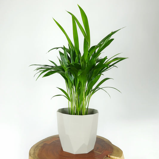 Small Areca Palm