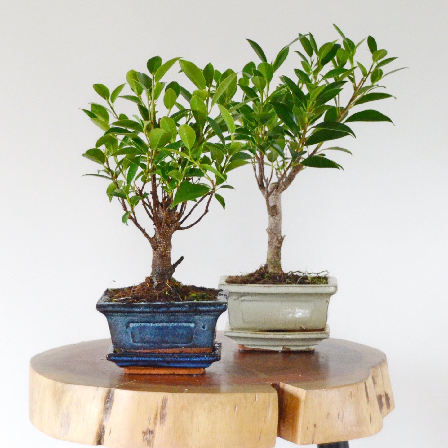 Bonsai Tree