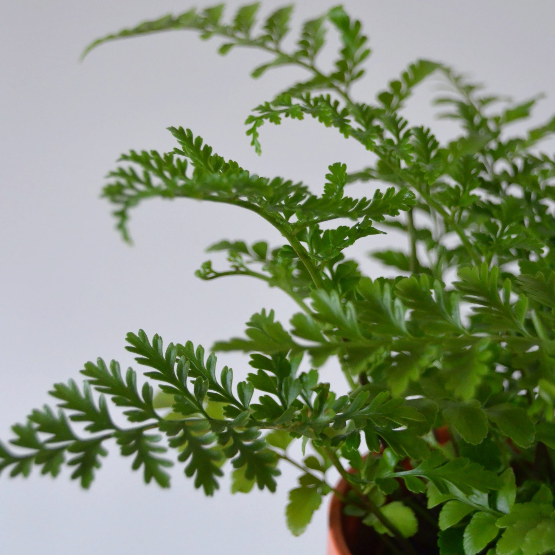 Asplenium Parvatti 