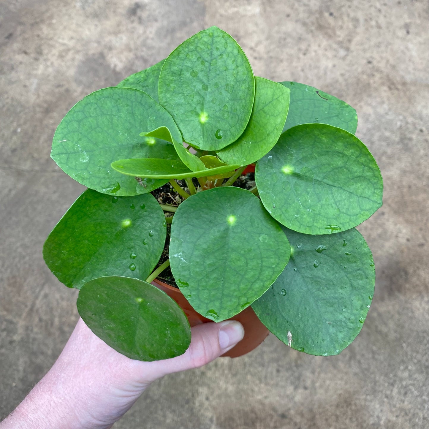 Chinese Money Plant