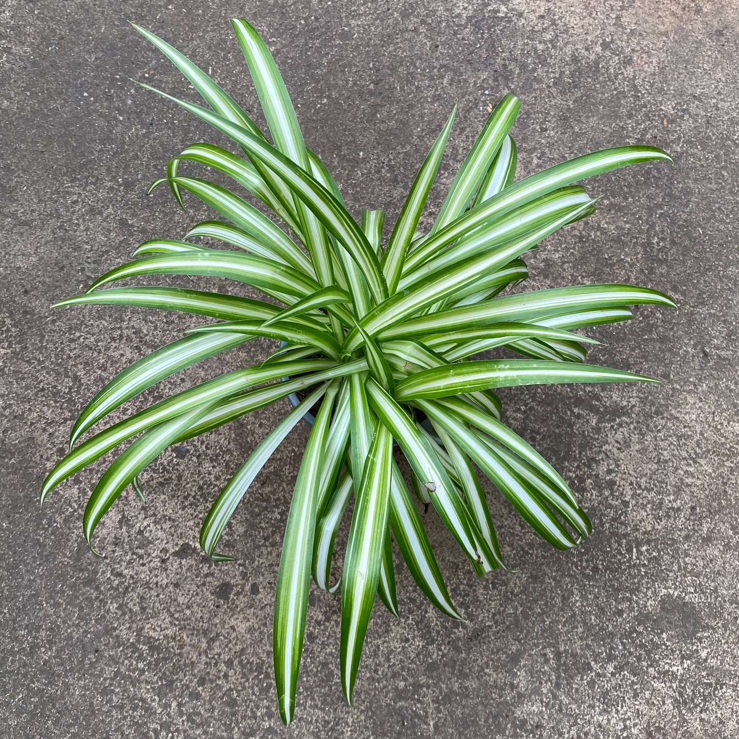 Chlorophytum Spider Plant 