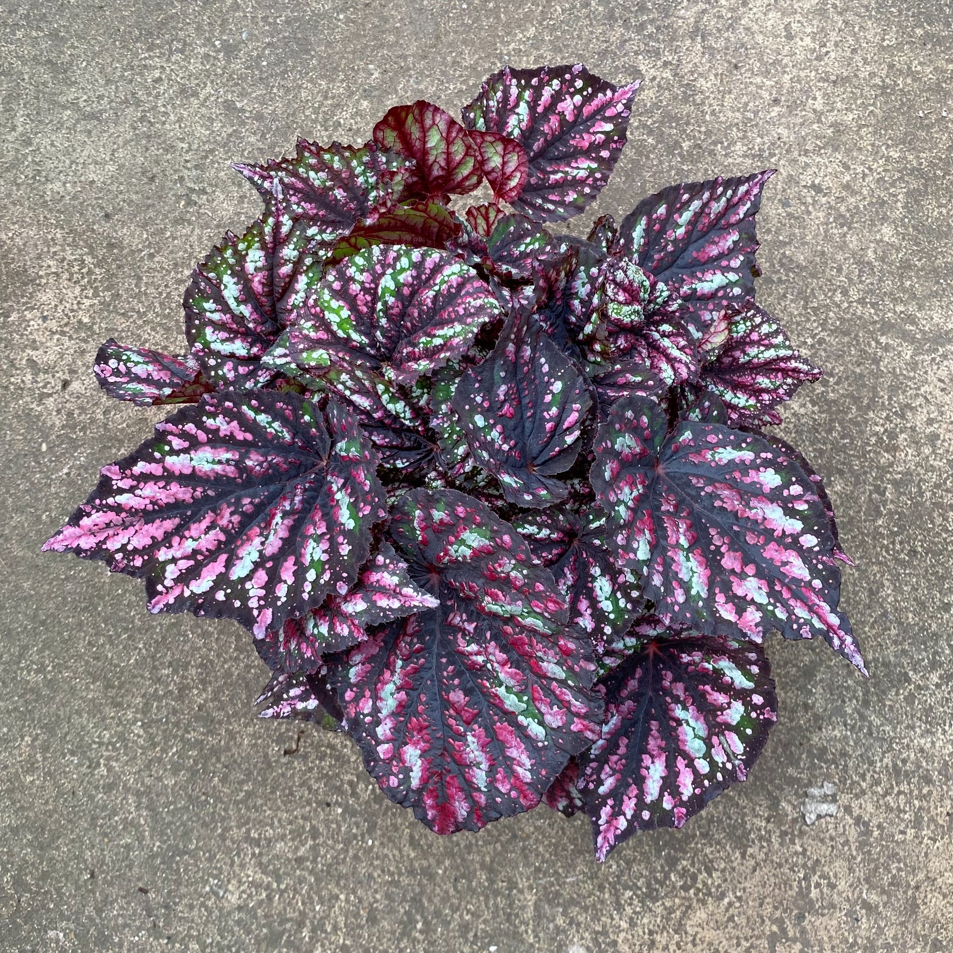 Begonia Rex