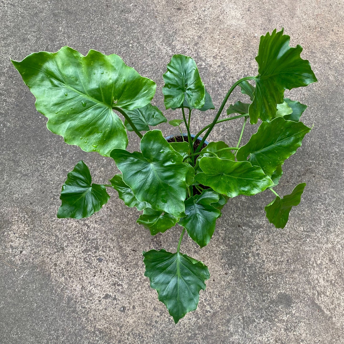 Philodendron Shangrila