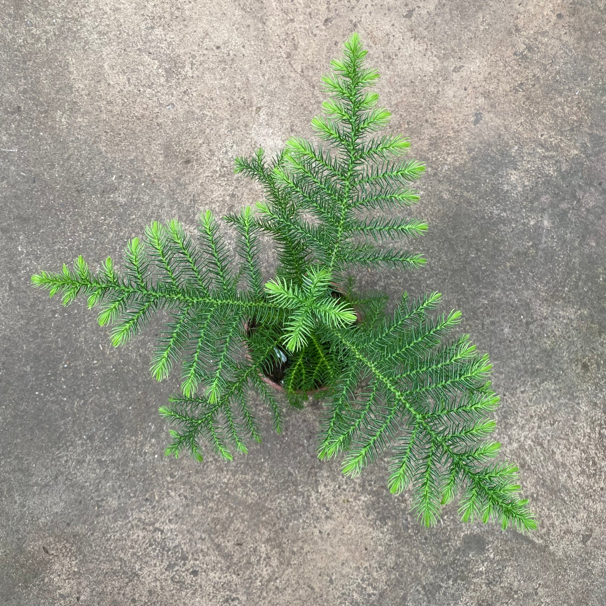 Norfolk Pine